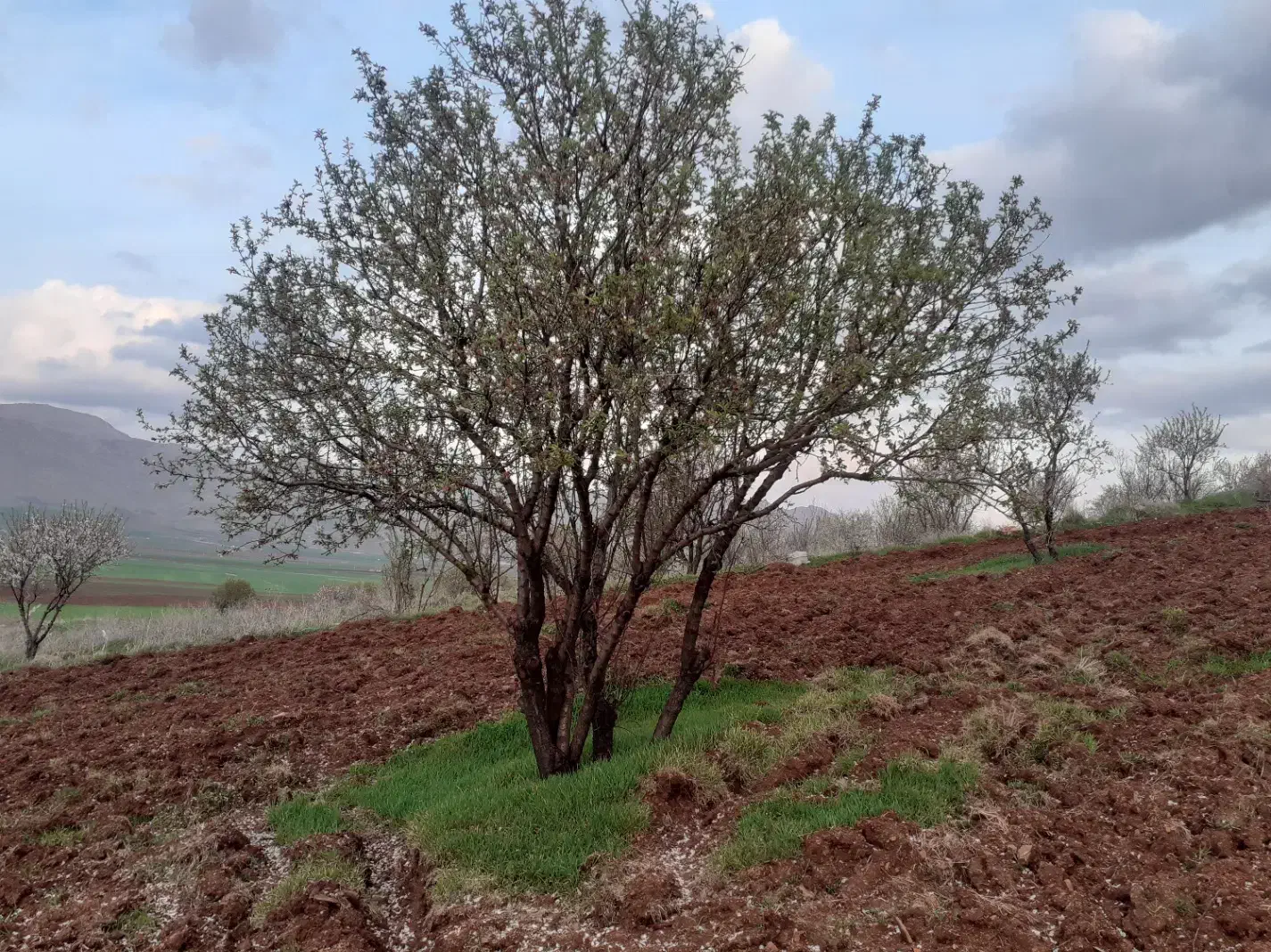 فروش فوری یک هکتار باغ بادام روانسر|فروش دفتر صنعتی، کشاورزی، تجاری|روانسر, |دیوار