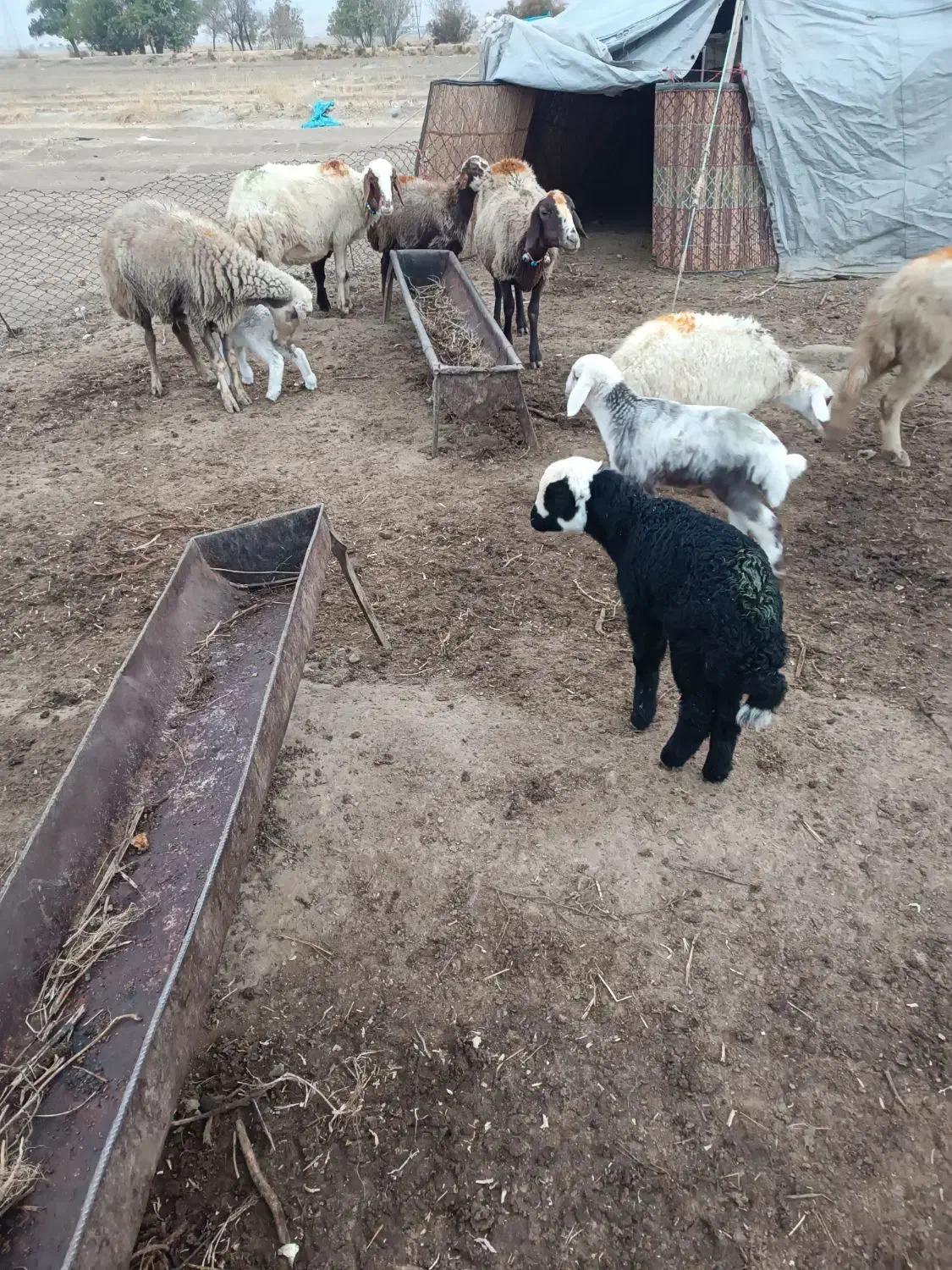 میش و بره|حیوانات مزرعه|بروجرد, |دیوار