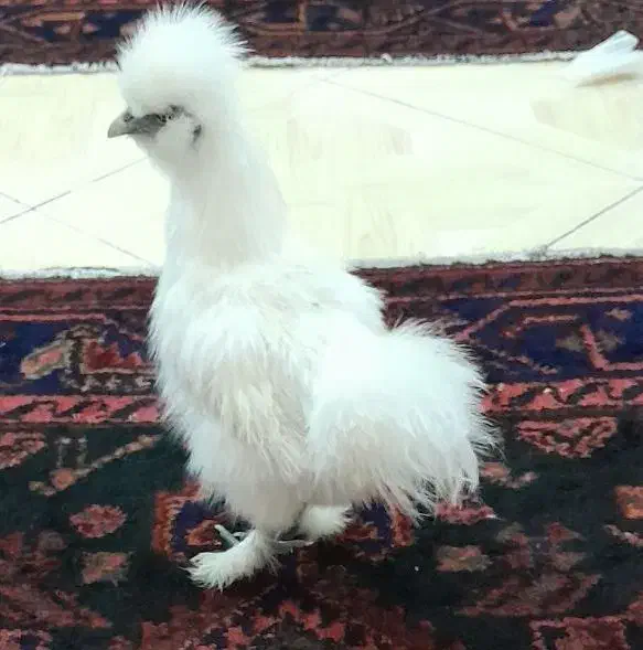 تخم مرغ ابریشمی|حیوانات مزرعه|بهارستان, |دیوار