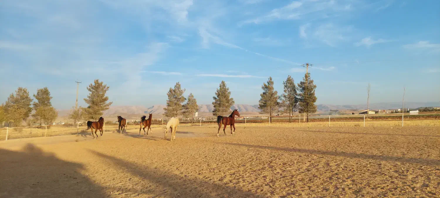 پانسیون اسب|اسب و تجهیزات اسبسواری|شیراز, حومه شیراز|دیوار