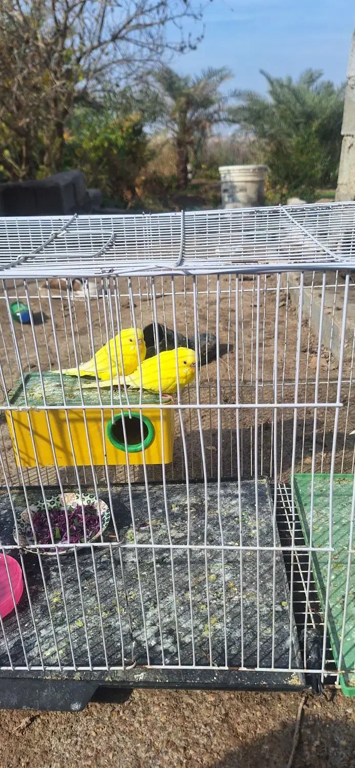 مرغ عشق|پرنده|خرمشهر, |دیوار