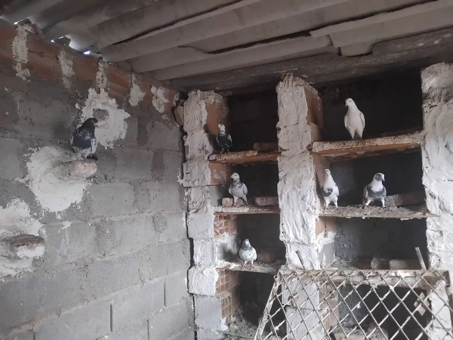 کفترهای گلچین شده|پرنده|گمیشان, |دیوار