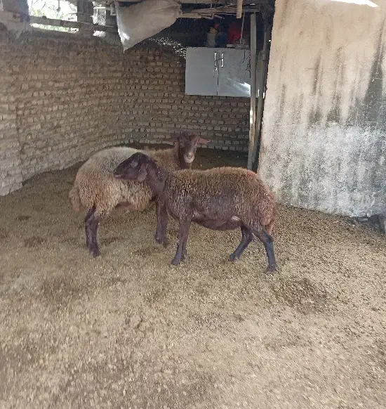 ۲تا گوسفند قزل افشار ،شکم اول آبستن ،سنو گرافی|حیوانات مزرعه|آق قلا, |دیوار