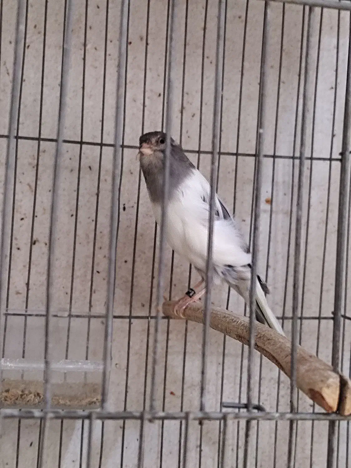 قناری بلند|پرنده|شیراز, فضلآباد|دیوار