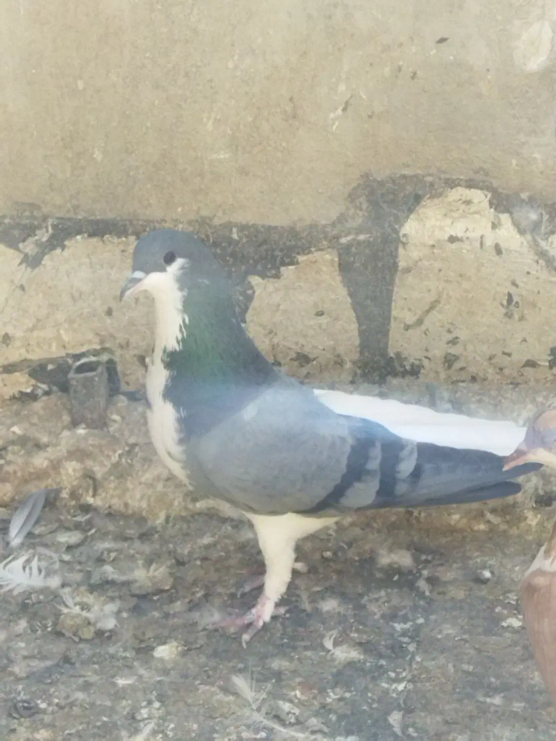 کفتر‌شهری‌.پلاکی|پرنده|شیراز, شهرک مفتح|دیوار