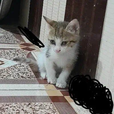 توله گربه|گربه|اهواز, کمپلو جنوبی|دیوار