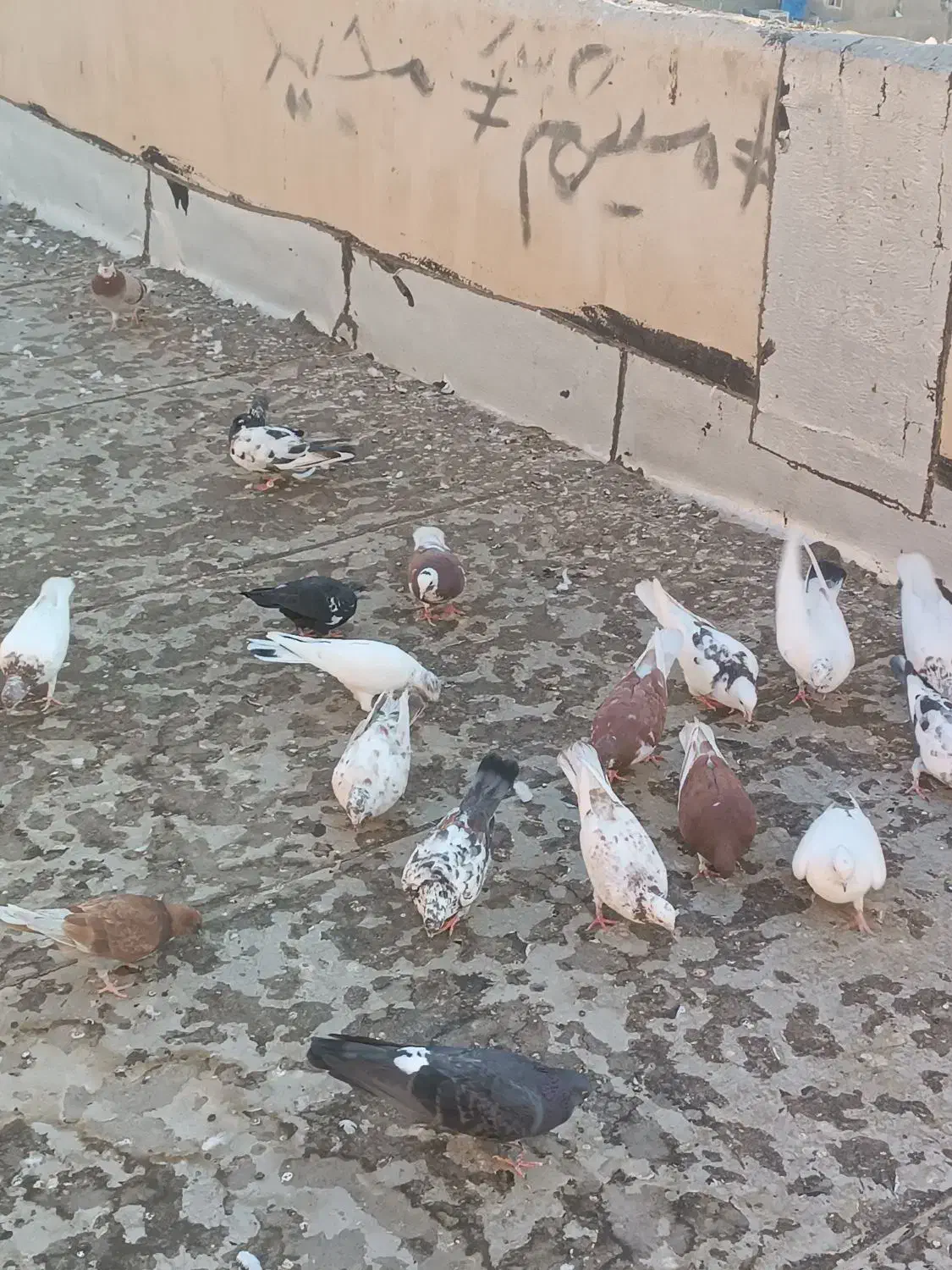 20عدد کفتر غریب گیری|پرنده|محمدشهر, همایون ویلا|دیوار