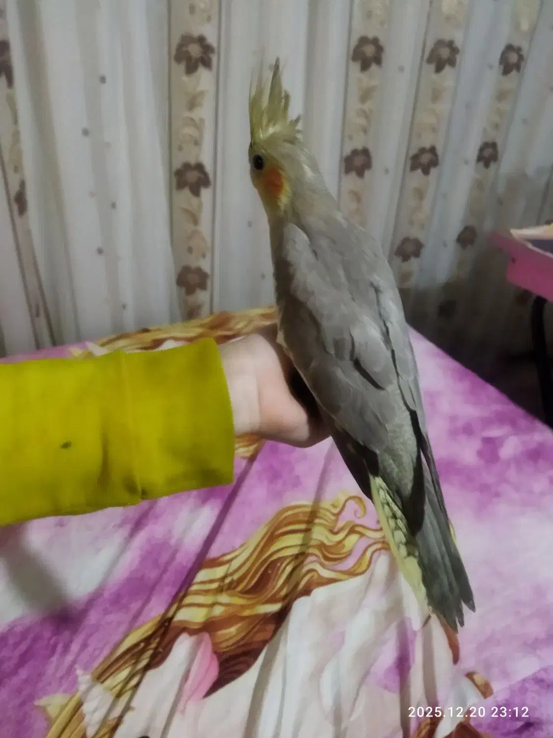 جوجه تازه دونخور دوماهه|پرنده|قم, هفت تیر|دیوار