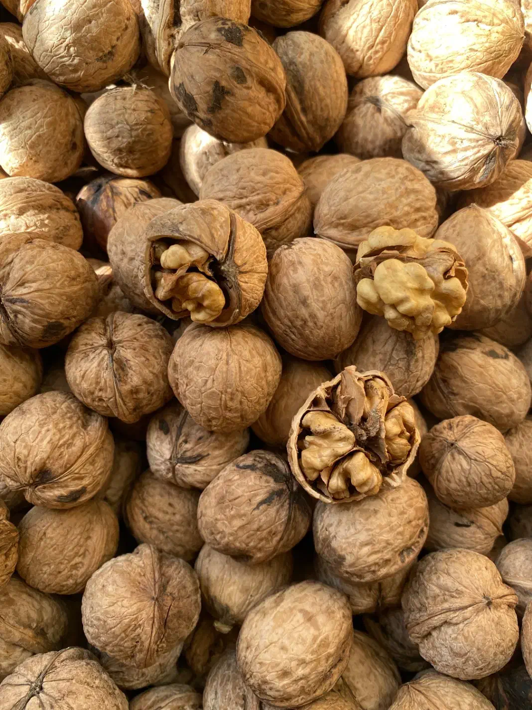 گردو تبریز|خوردنی و آشامیدنی|تهران, جنت‌آباد مرکزی|دیوار