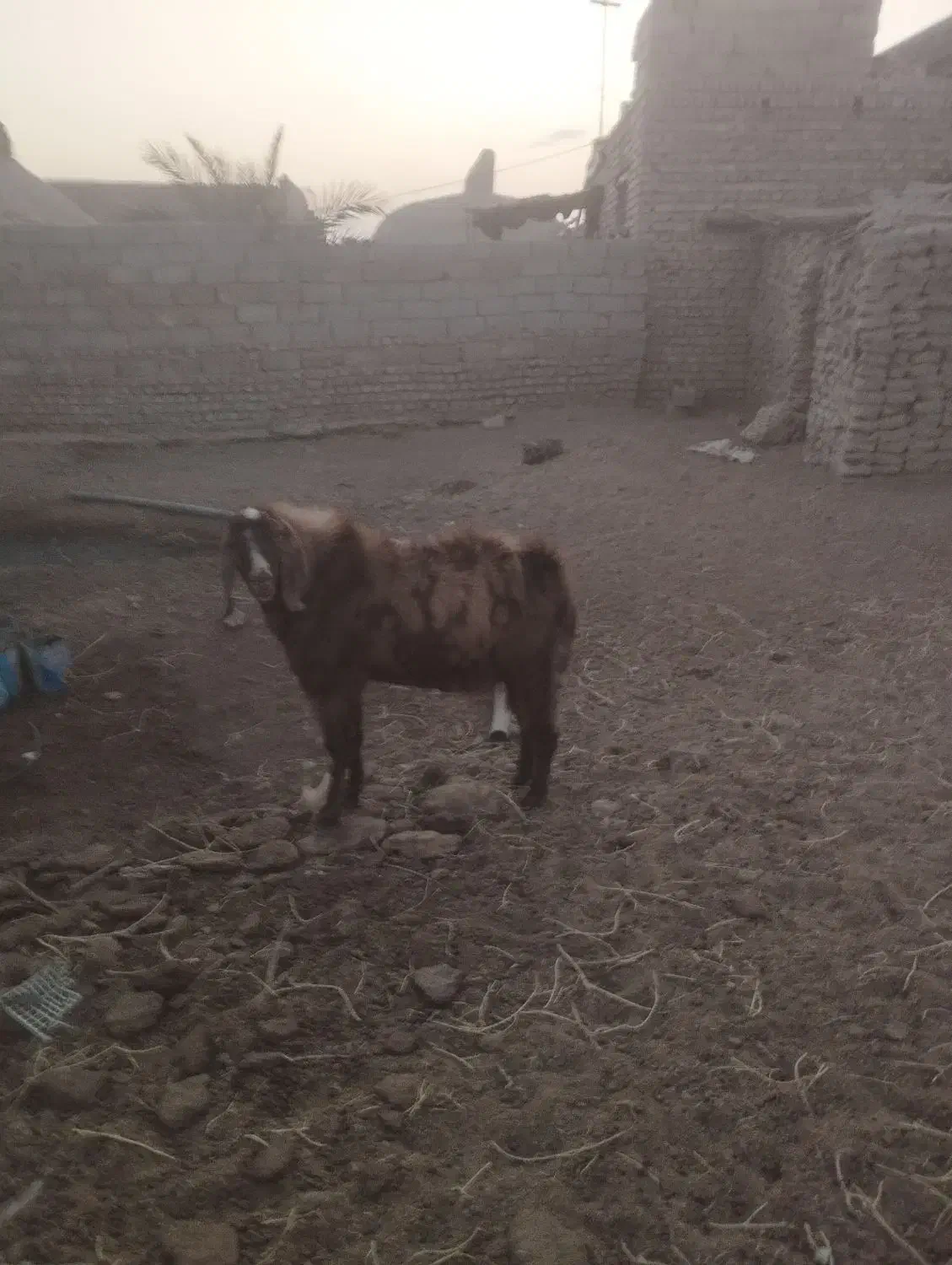 یک عدد تکشاد پاکستانی بفروش میرسد|حیوانات مزرعه|جزنیک, |دیوار