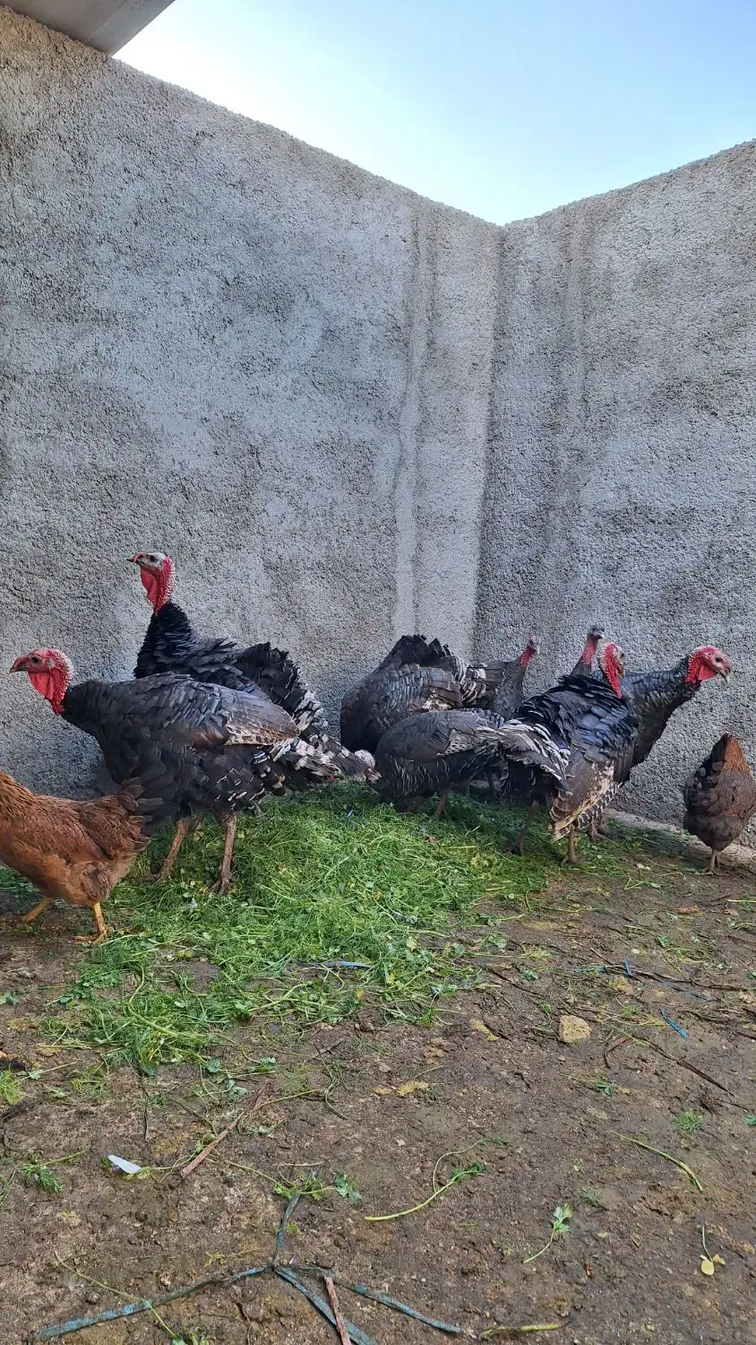 بوقلمون محلی|حیوانات مزرعه|کرج, اخگرآباد|دیوار