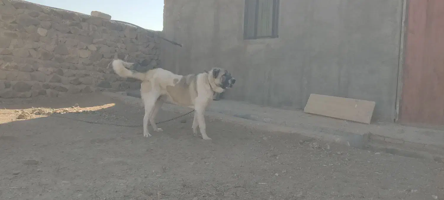 سرابی 6ماهه|سگ|تهران, لاله زار|دیوار