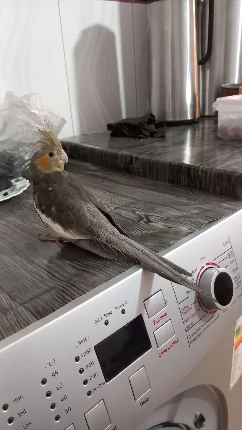 طوطی عروس|پرنده|نظرآباد, رسالت|دیوار