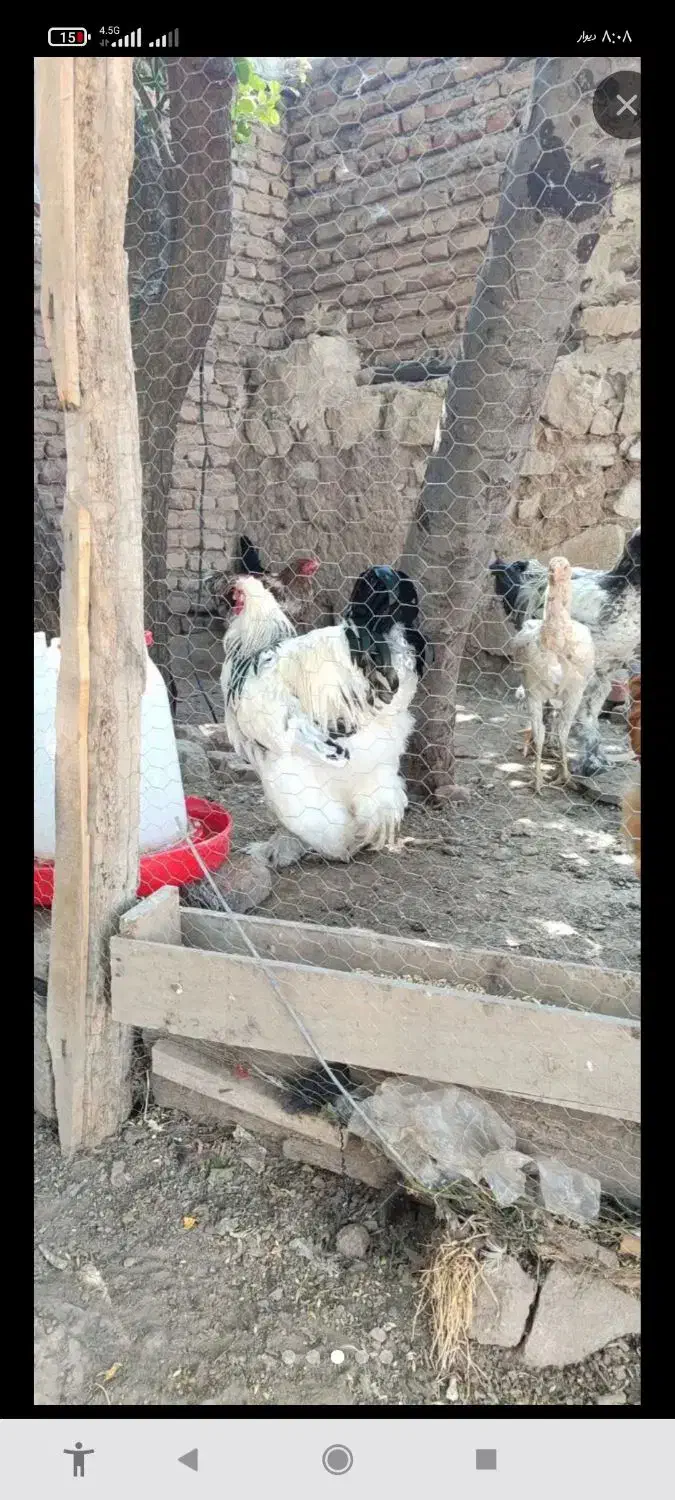 تخم مرغ برهما اصل|حیوانات مزرعه|اردبیل, |دیوار