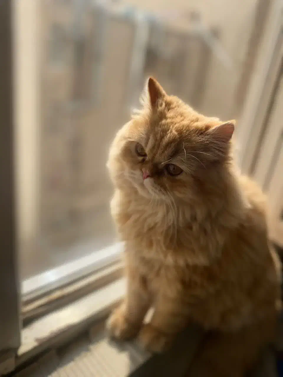 گربه پرشین|گربه|تهران, تهرانپارس غربی|دیوار