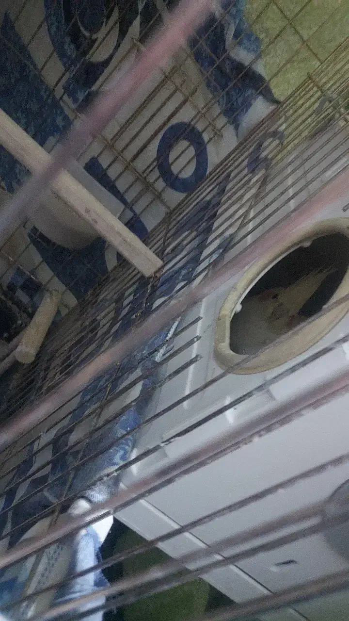 عروس هلندی مولد|پرنده|کرمانشاه, |دیوار