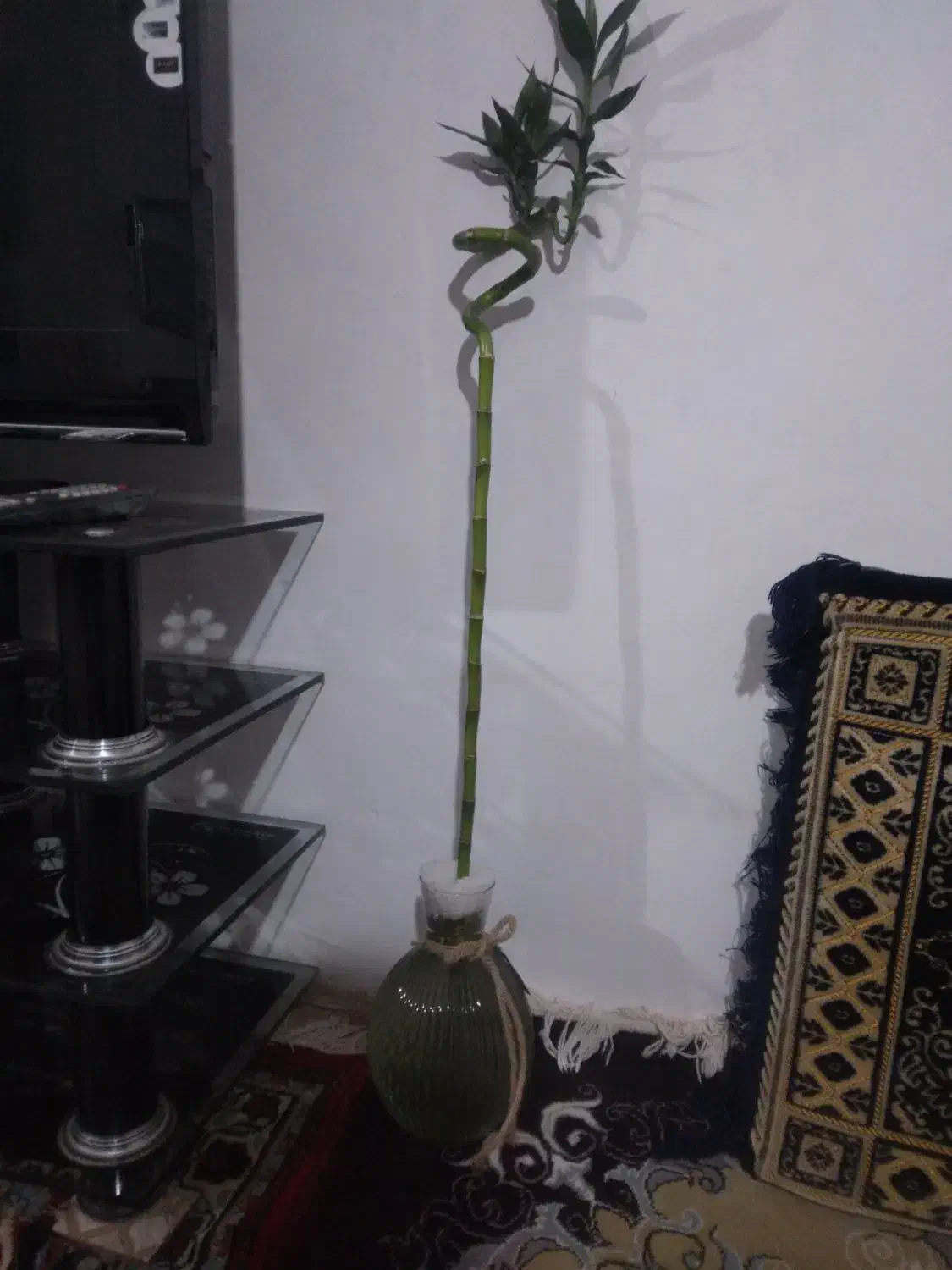 گل بامبو|گل و گیاه طبیعی|قیدار, |دیوار