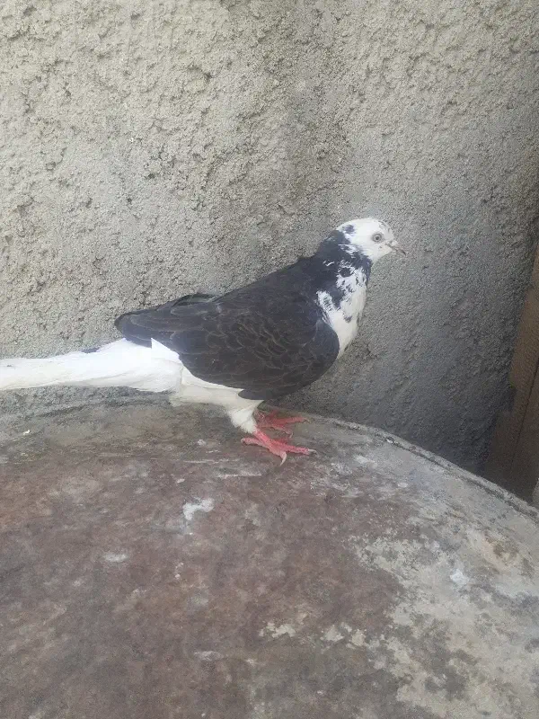 کفتر|پرنده|قم, شهر قائم|دیوار