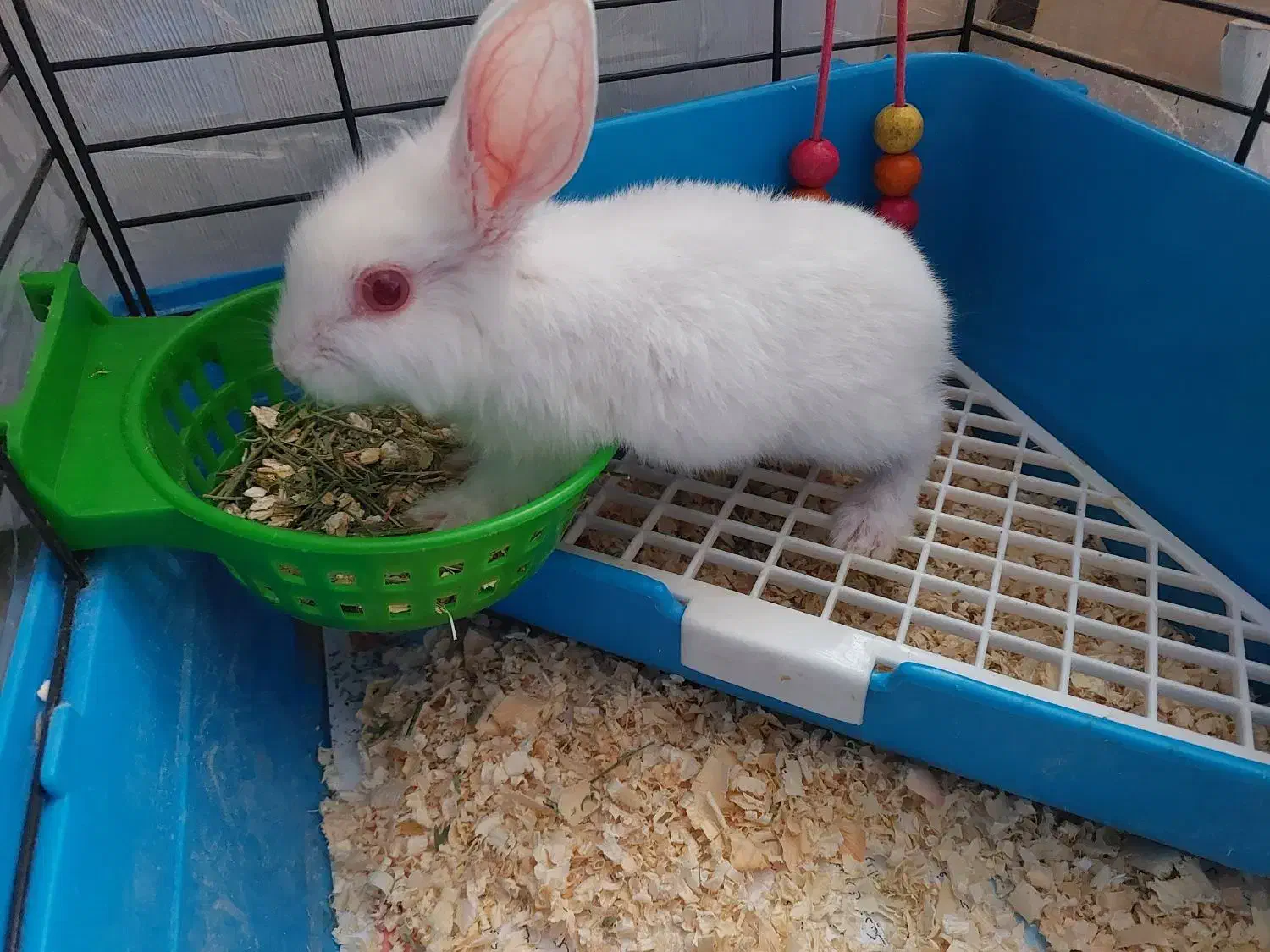 خرگوش|موش و خرگوش|تهران, کرمان|دیوار