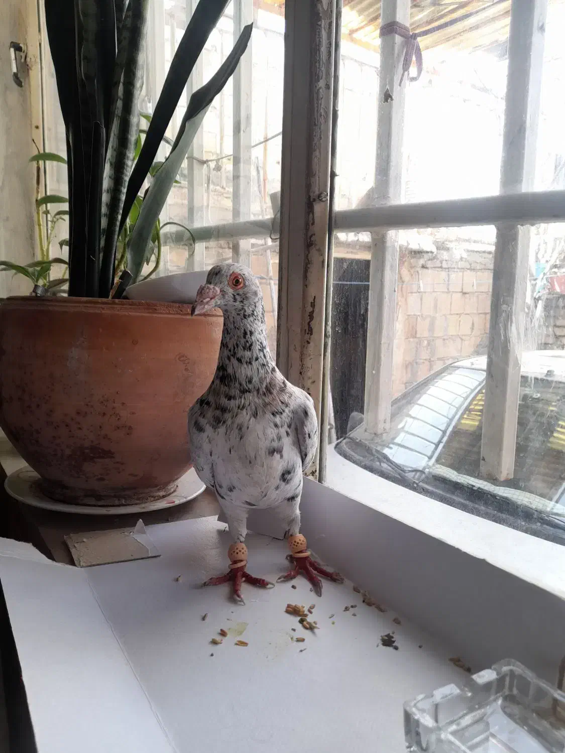 کبوتر|حیوانات|کرمانشاه, |دیوار