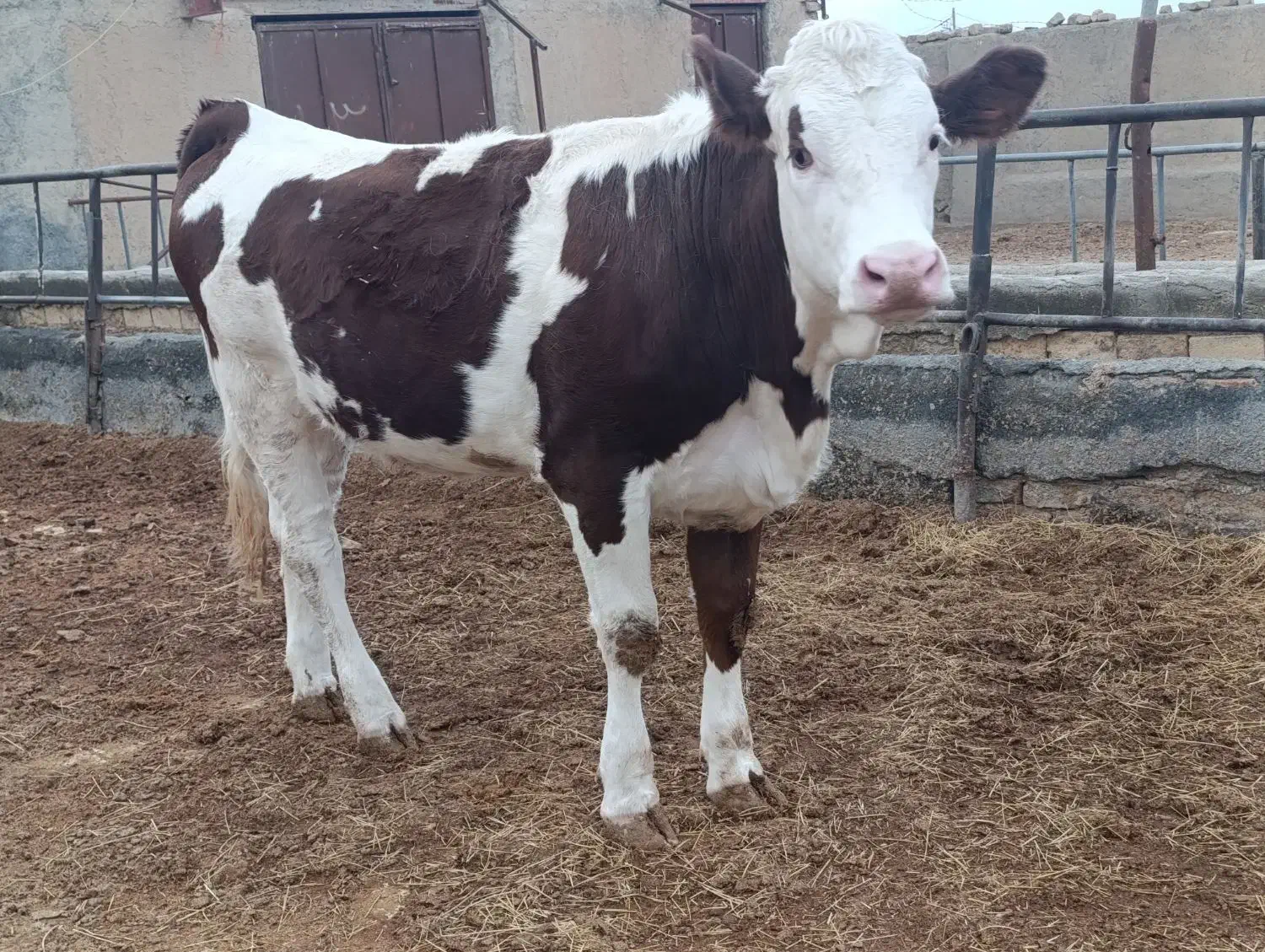 گوساله|حیوانات مزرعه|ساروق, |دیوار