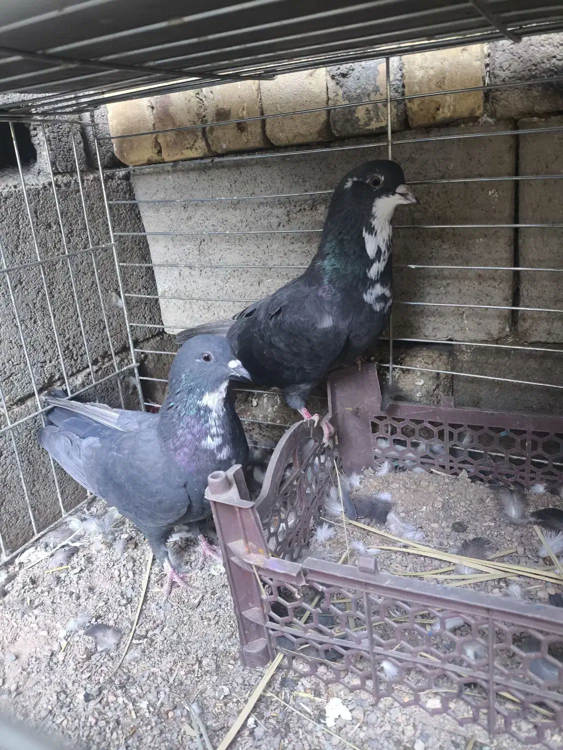 یک جفت کفتر ریشی|پرنده|بافق, |دیوار