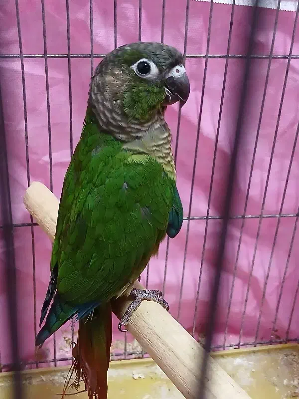 گرینچیک|پرنده|پاکدشت, شهرک امام رضا|دیوار