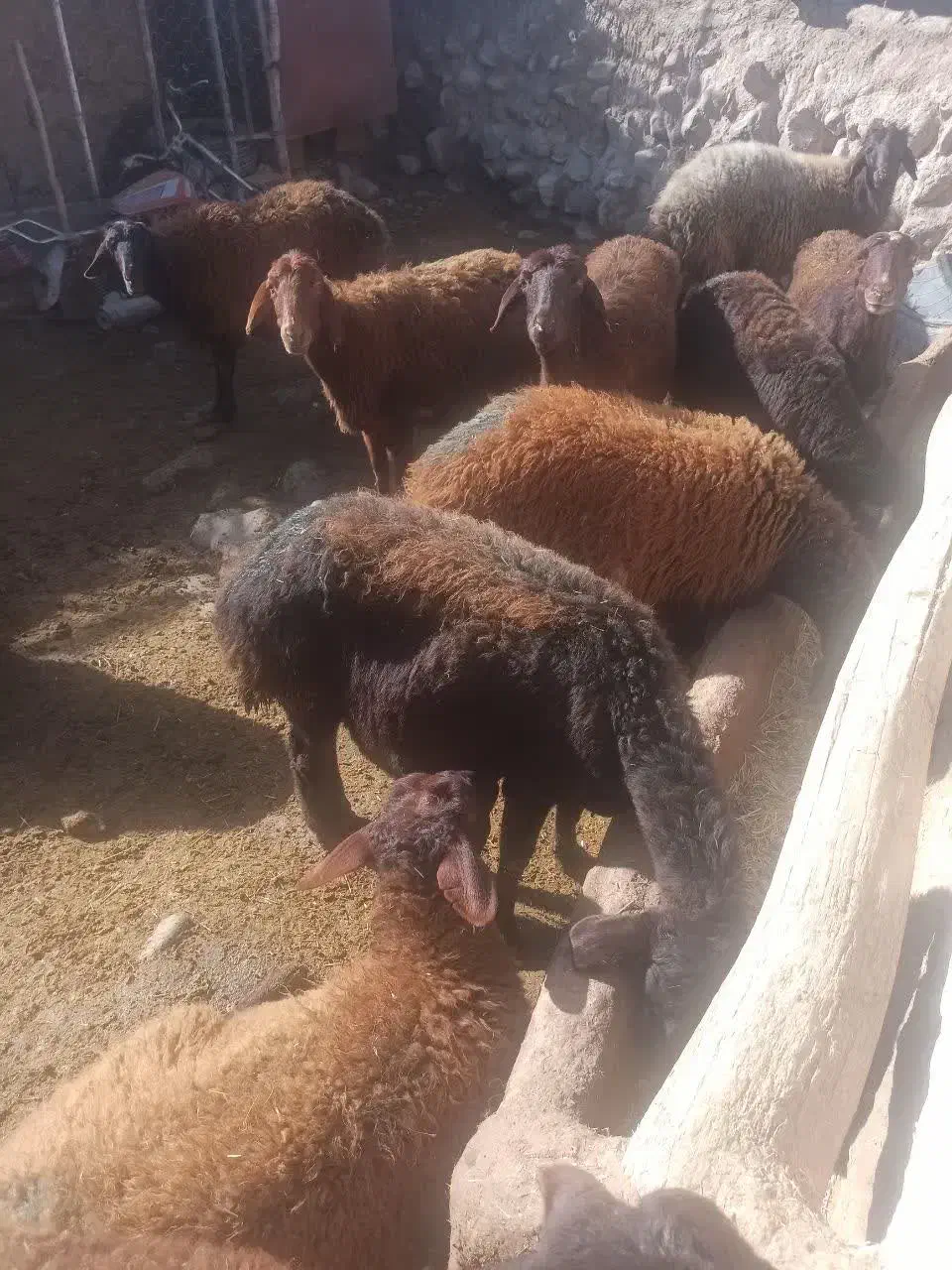 میش  بره|حیوانات مزرعه|سرولایت, |دیوار