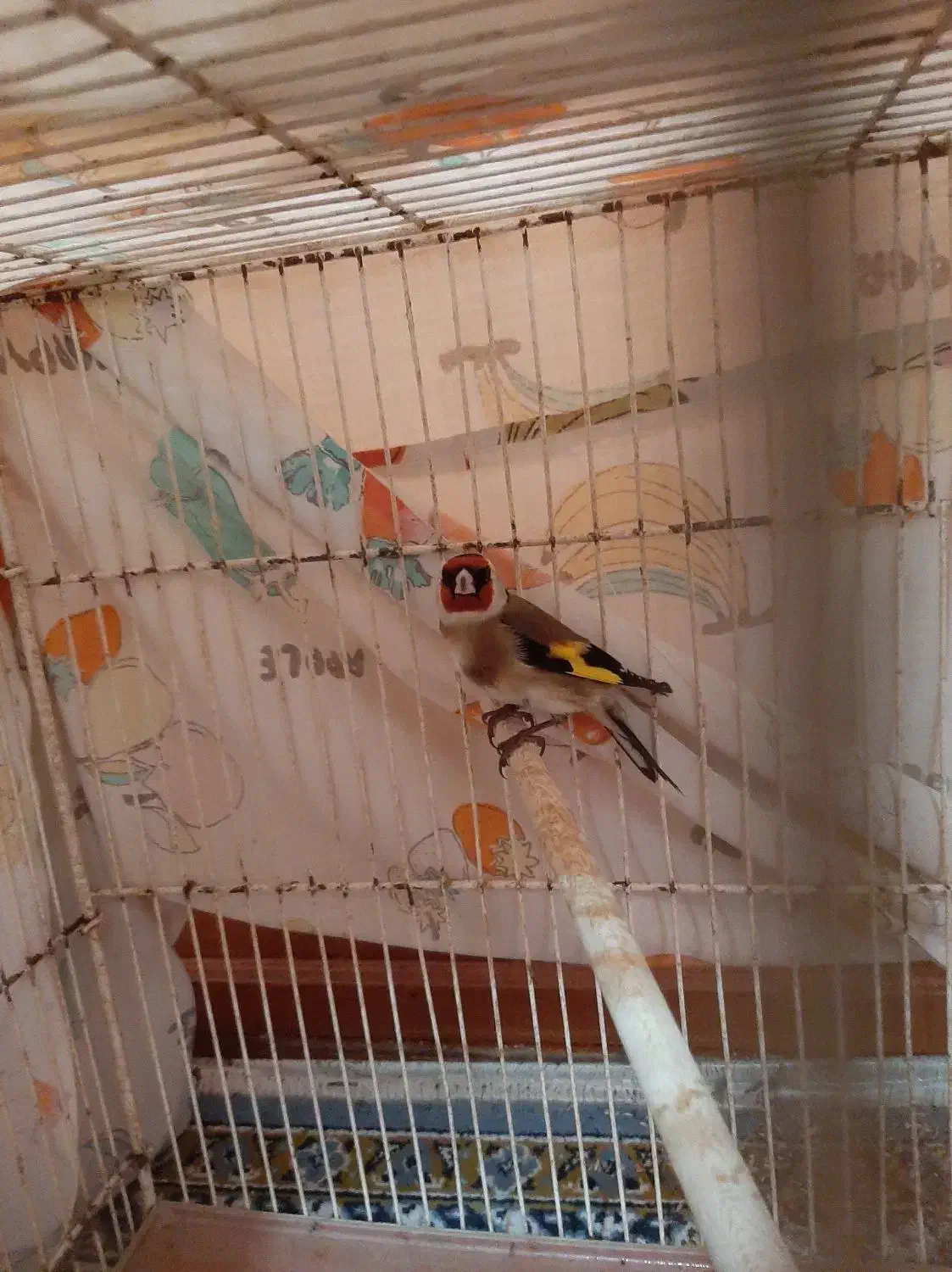 سهره|پرنده|رشت, شهریاران|دیوار