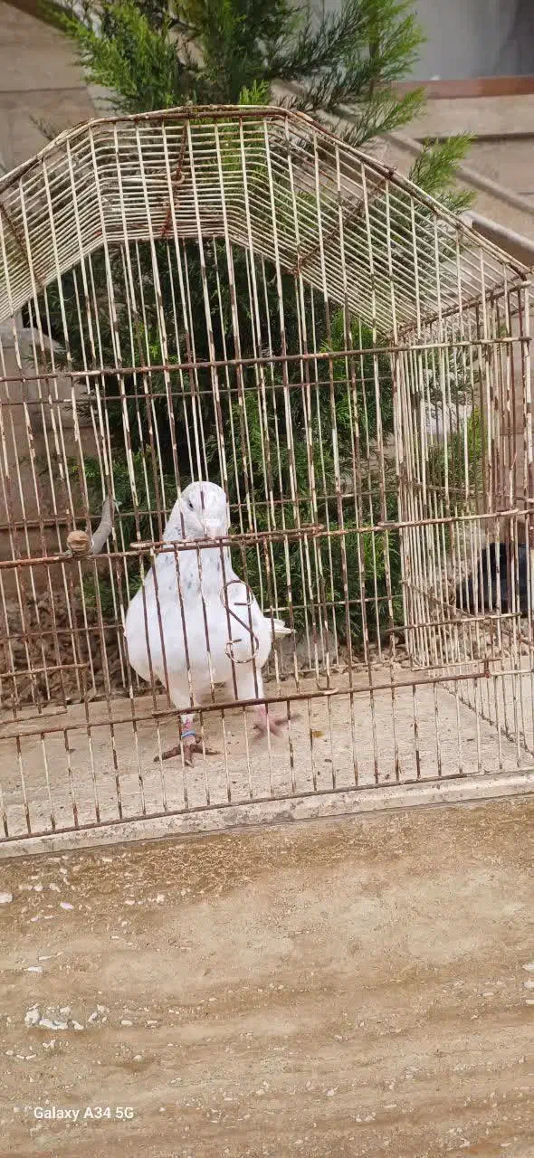 کبوتر|پرنده|لشت نشا, |دیوار