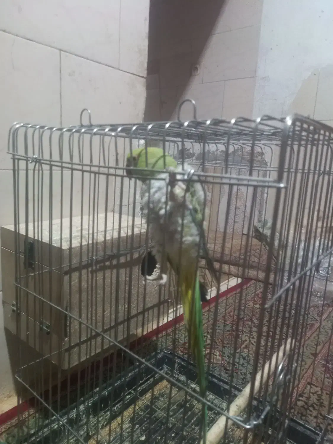 طوطی ملنگو|پرنده|میبد, |دیوار