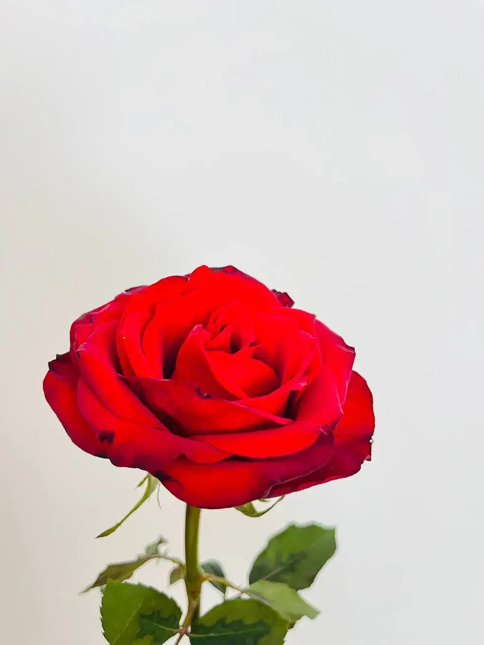 گل رز|گل و گیاه طبیعی|گناباد, |دیوار