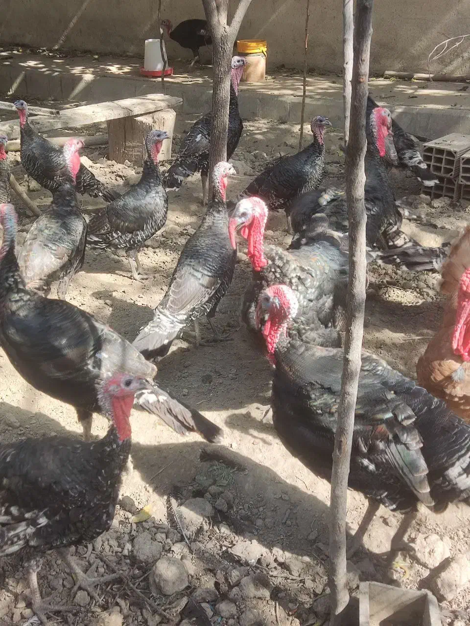 بوقلمون برنز|حیوانات مزرعه|کرج, شهرک بنفشه|دیوار