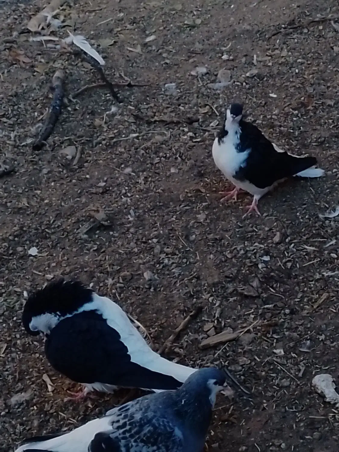 یک جفت چپ سیاه شق|پرنده|سبزوار, قصبه شرقی|دیوار