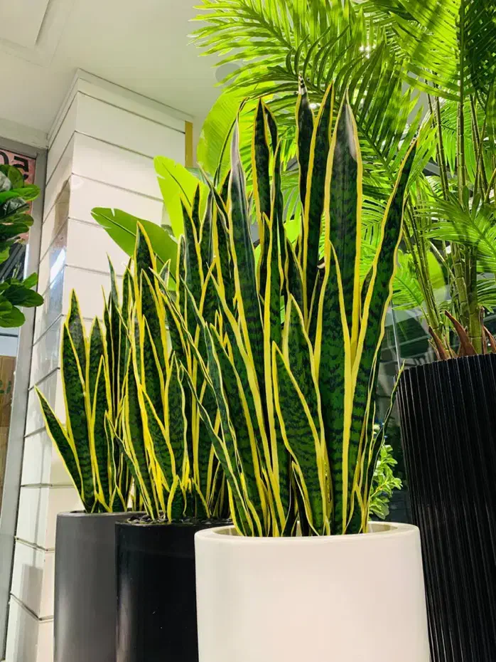 فروشنده و تزیینکار گل و گیاه|استخدام خدمات فروشگاه و رستوران|تهران, شوش (باغ آذری)|دیوار