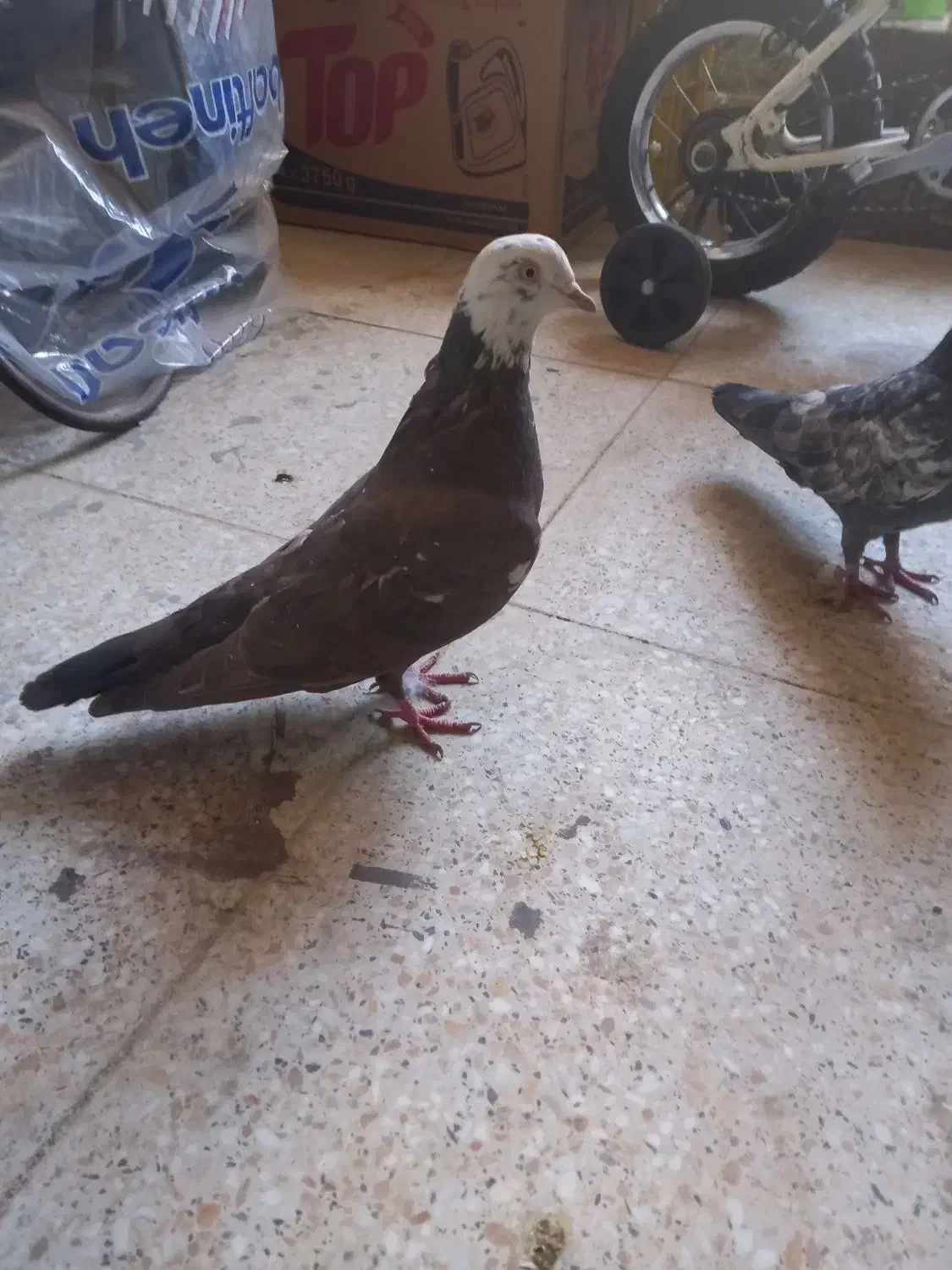 یک جفت کفتر|پرنده|ملایر, |دیوار