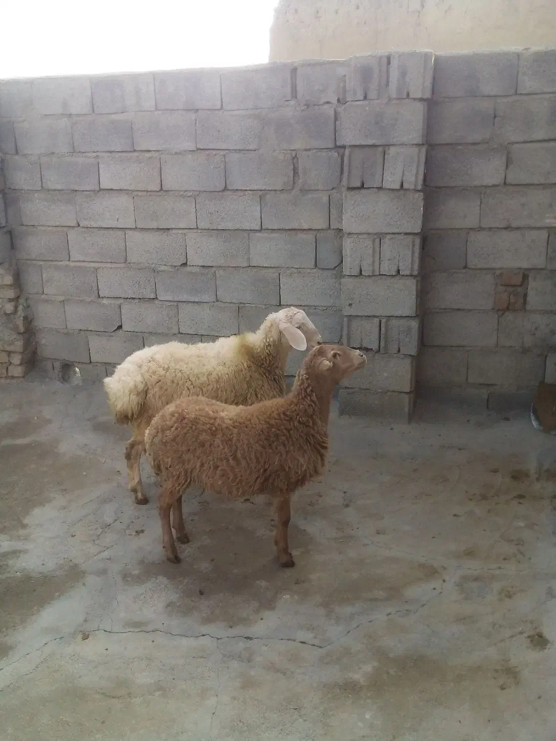 دو عدد کاور مغان یک عدد نر یک عدد ماده|حیوانات مزرعه|سنقر, |دیوار