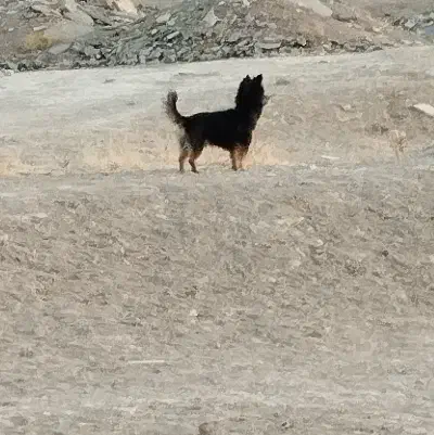 سگ پاکوتاه|سگ|کرمانشاه, |دیوار