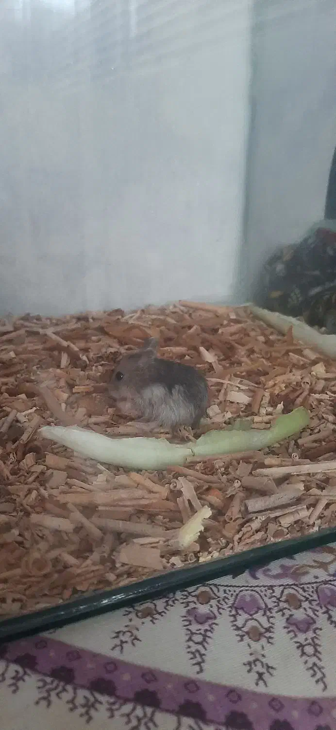 همستر|موش و خرگوش|ارومیه, |دیوار