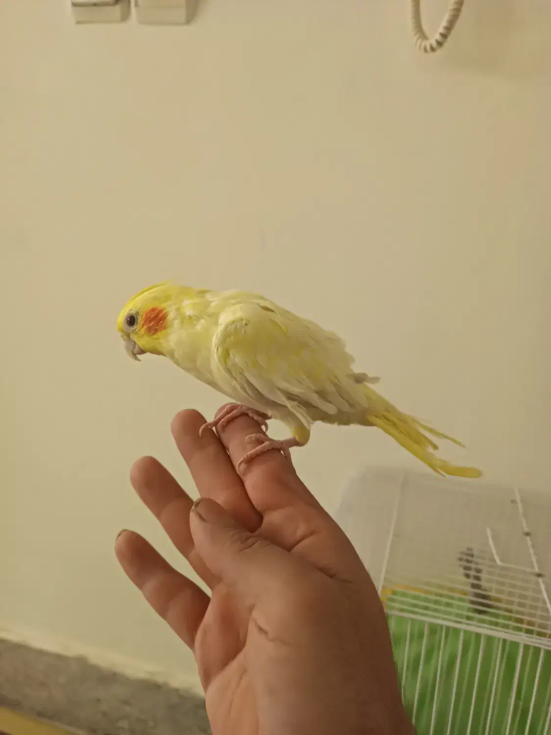 یه عدد عروس هلندی|پرنده|اصفهان, بهارستان|دیوار