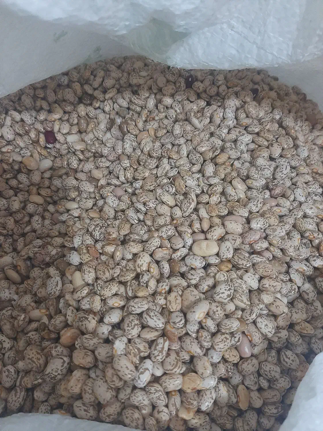 لوبیا چیتی|خوردنی و آشامیدنی|دره شهر, |دیوار