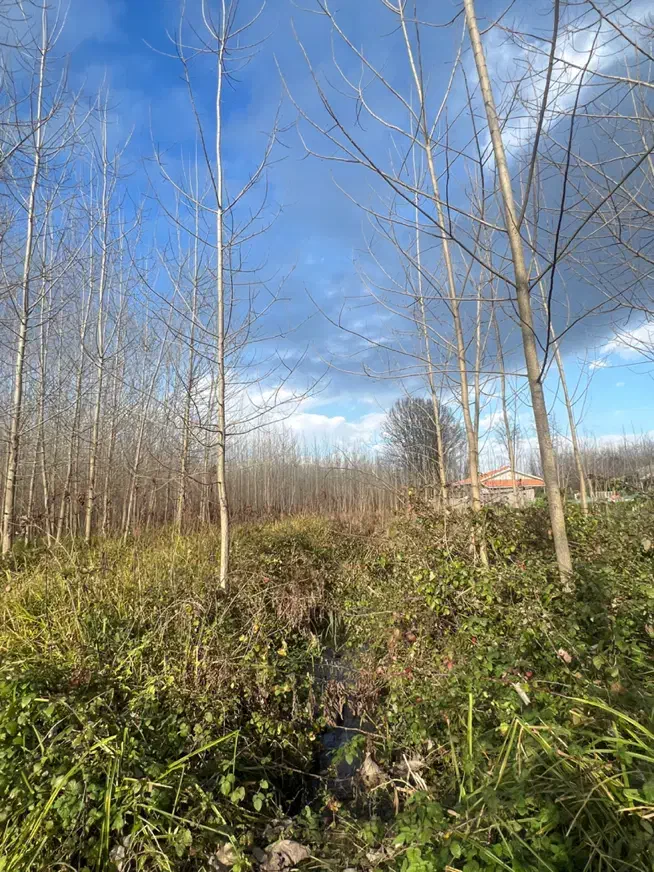 فروش زمین ۲۱۷۵۶ متر نزدیک خیابان اصلی|فروش زمین و ملک کلنگی|رشت, فخب|دیوار