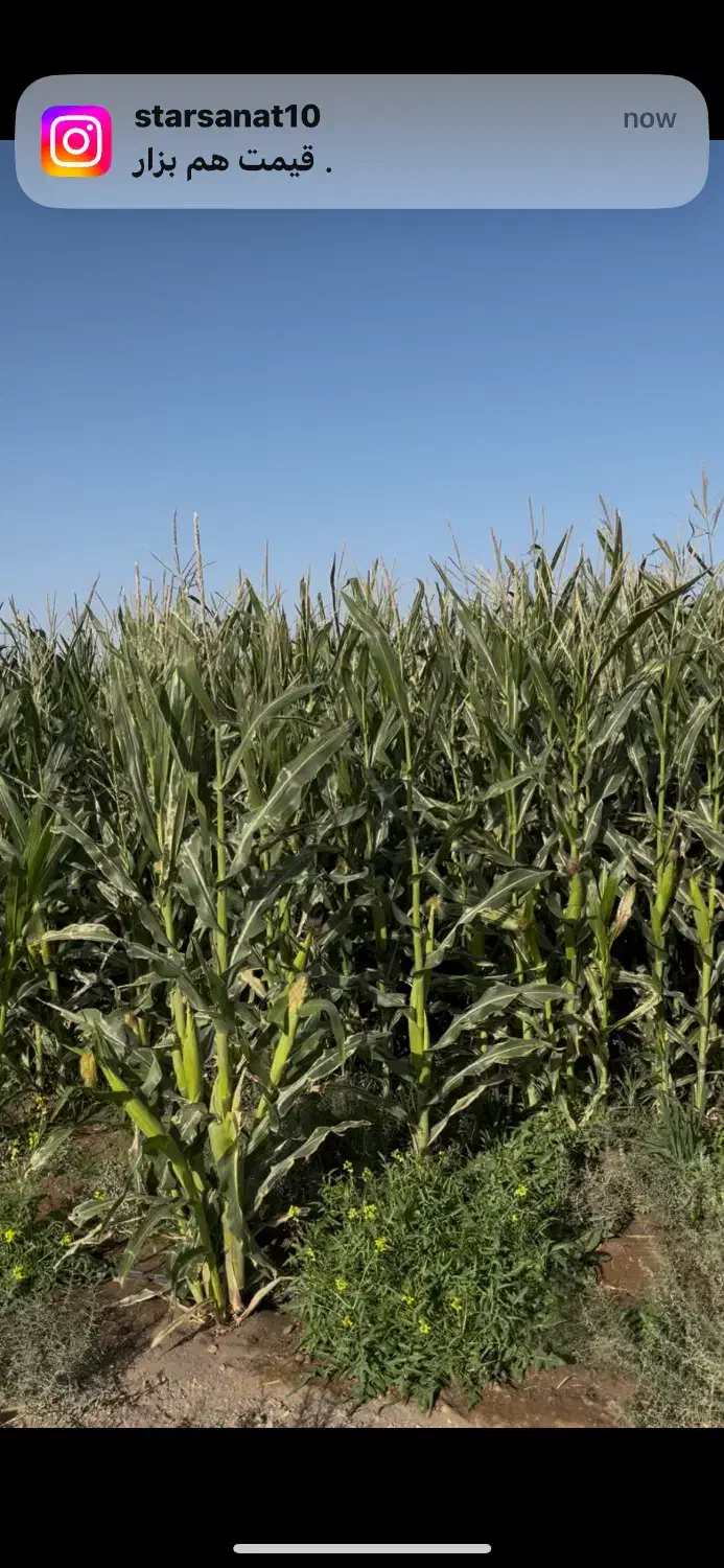 ذرت علوفه دامی|عمدهفروشی|داورزن, |دیوار