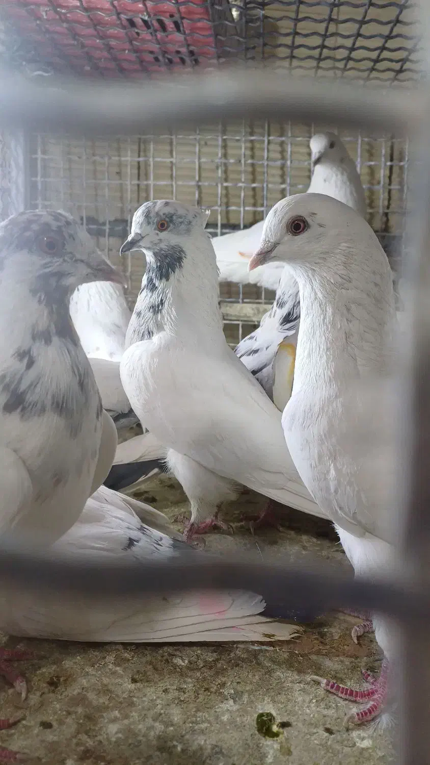 دکه ناصردین|پرنده|دورود, |دیوار