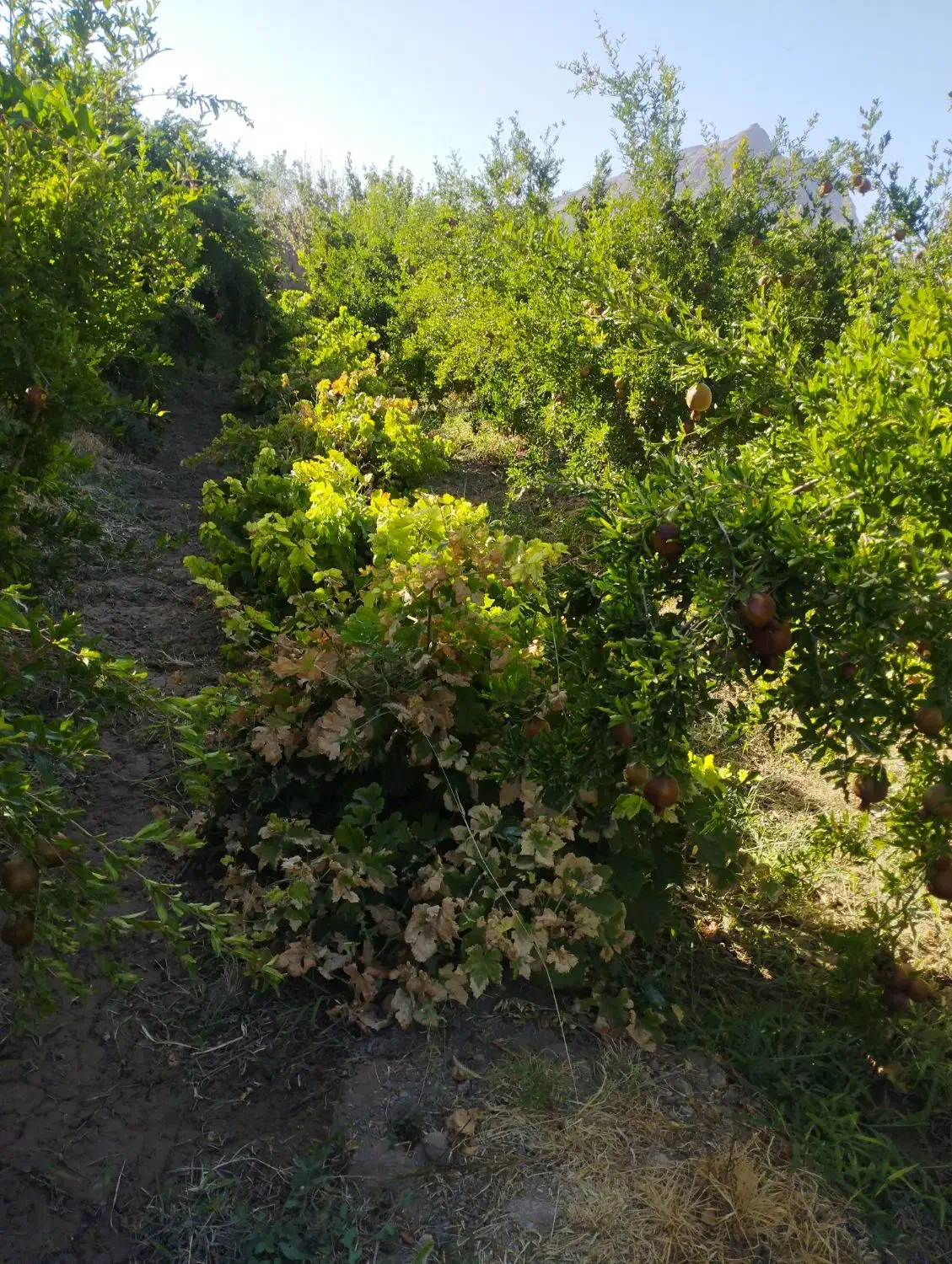 فروش باغ درشهرضا|فروش دفتر صنعتی، کشاورزی، تجاری|شهرضا, |دیوار