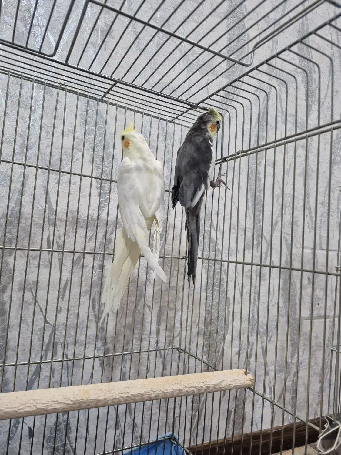 عروس هلندی جف تخم گذار|پرنده|اصفهان, ارغوانیه|دیوار