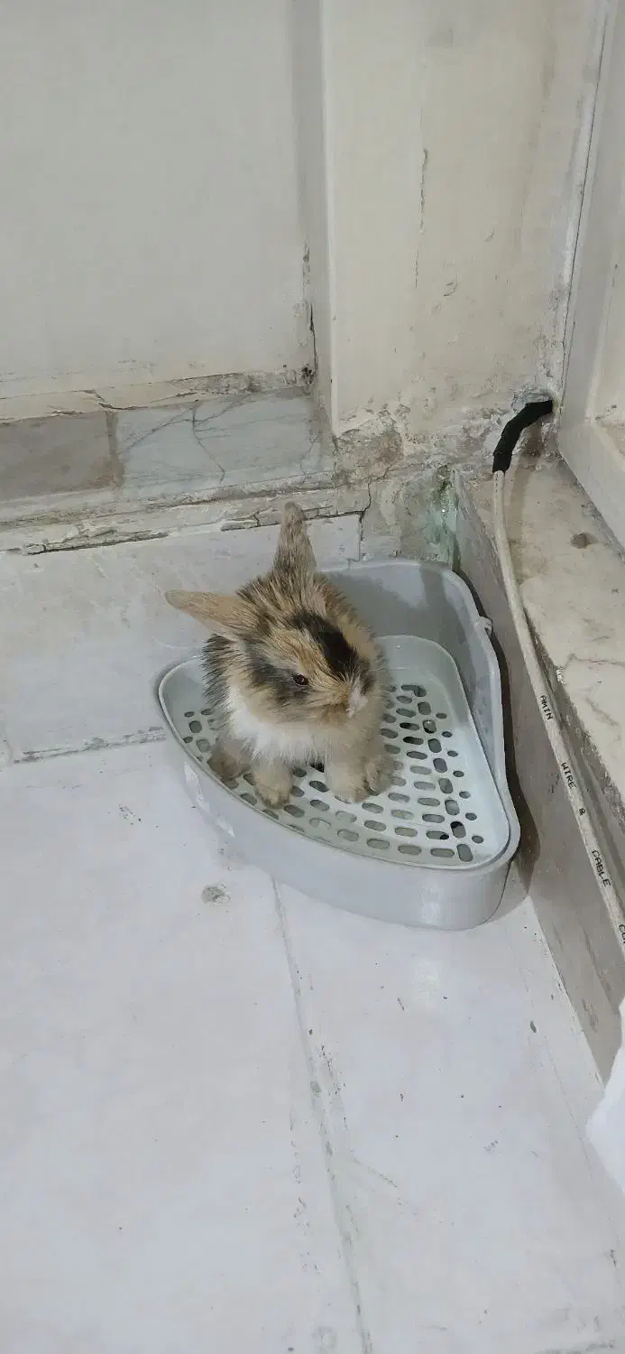 خرگوش جرسی|موش و خرگوش|فردیس, منظریه|دیوار