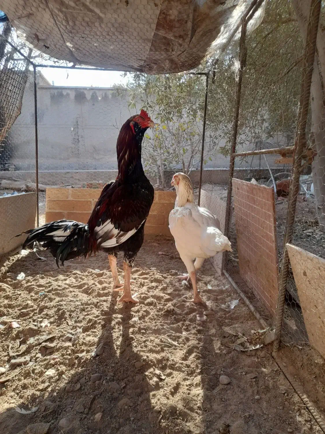 خروس و مرغ لاری|حیوانات مزرعه|یزد, |دیوار