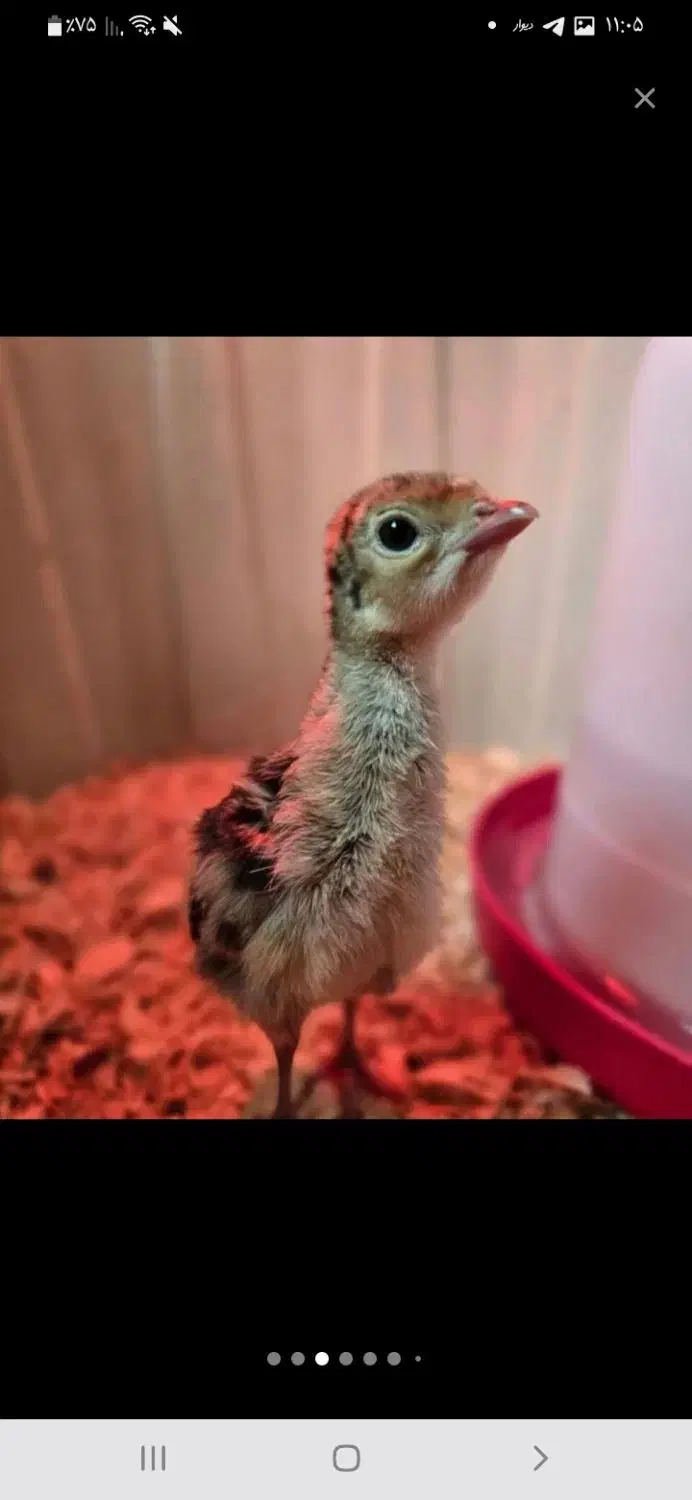 جوجه بوقلمون|حیوانات مزرعه|پاکدشت, پاکدشت (مامازند)|دیوار