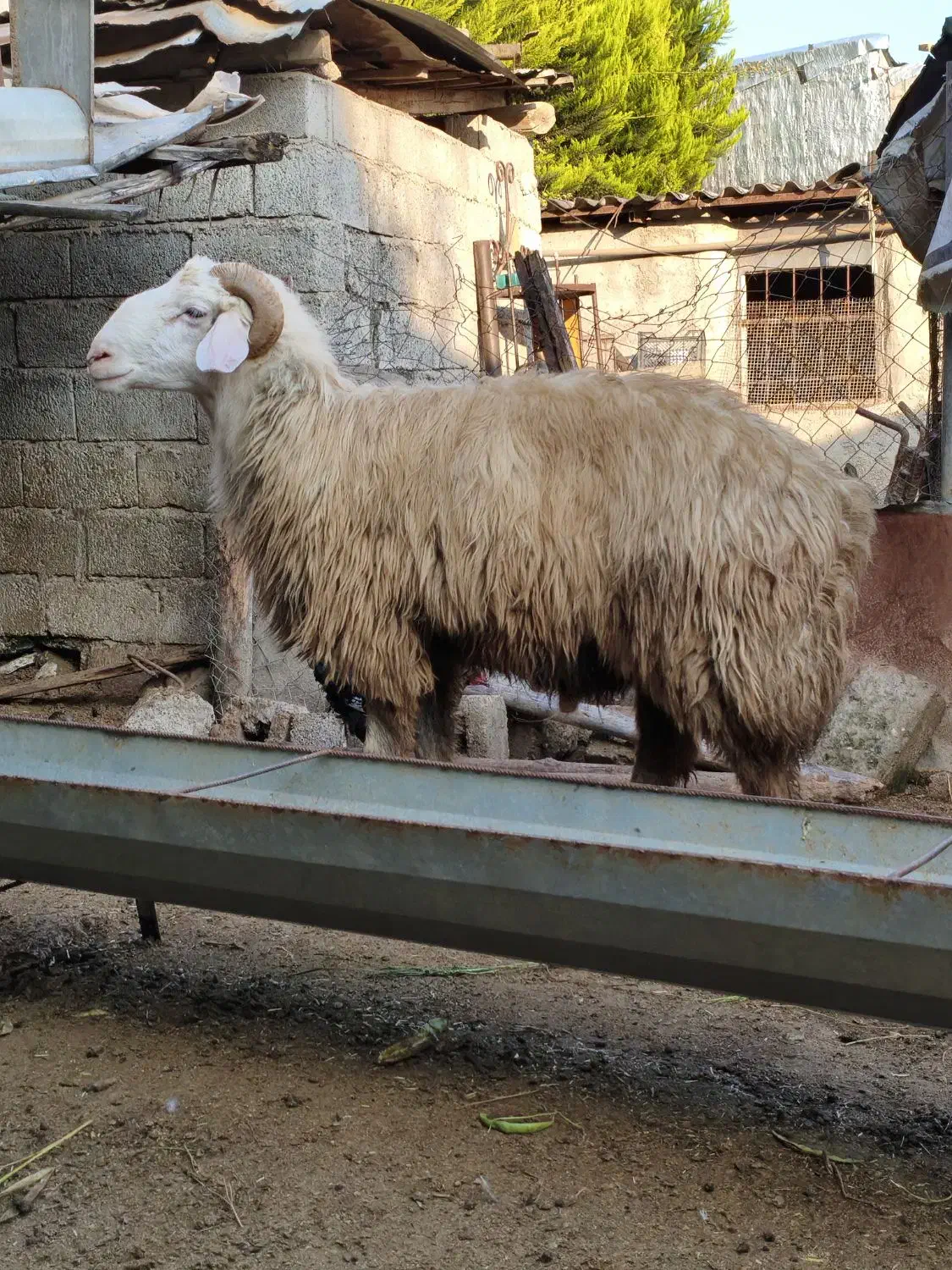 بره گوسفند نر قوچ تخمی|حیوانات مزرعه|قائمشهر, |دیوار